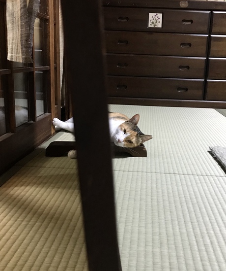 暑中お見舞い申し上げます 暑中お見舞い申し上げます
