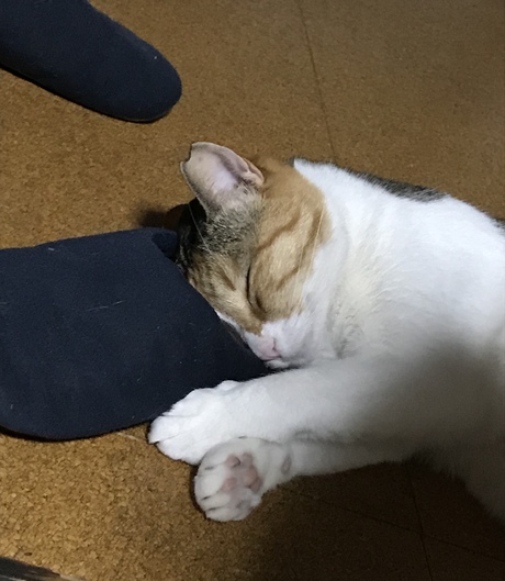 新茶の美味しい季節です 新茶の美味しい季節です