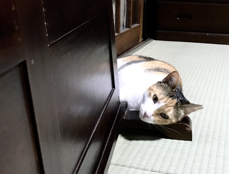 暑中お見舞い申し上げます 暑中お見舞い申し上げます
