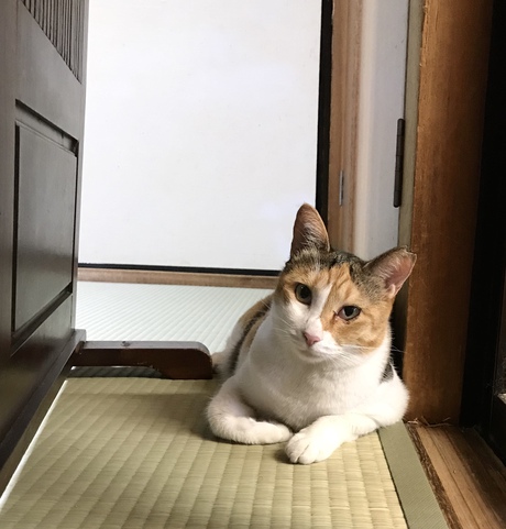 暑中お見舞い申し上げます 暑中お見舞い申し上げます