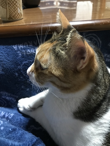 明けましておめでとうございます㊗️ 明けましておめでとうございます㊗️