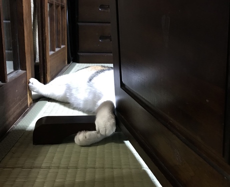 暑中お見舞い申し上げます 暑中お見舞い申し上げます