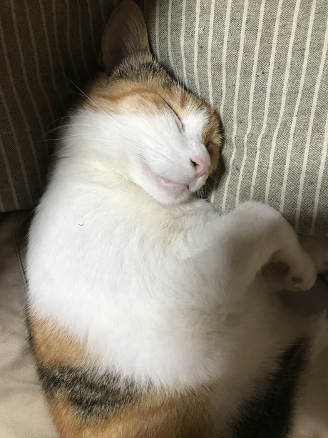 もう十五夜 もう十五夜