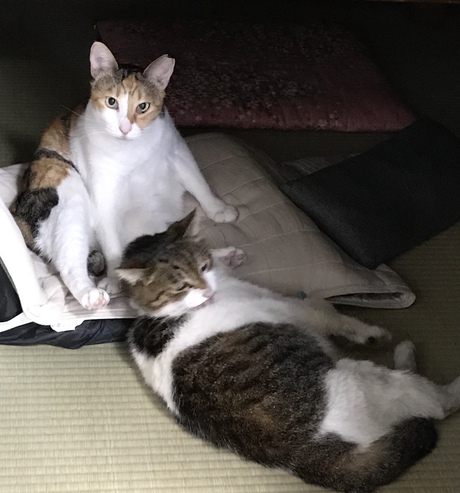 豆皿いろいろ 豆皿いろいろ