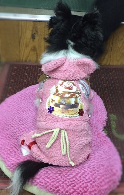 今日のおやつはタルトにする?(*^^*)♡ 今日のおやつはタルトにする?(*^^*)♡