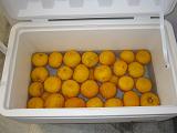 箕面のゆず精油を蒸留