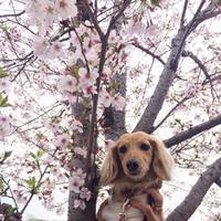 花見三昧の春。