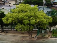 委員会活動