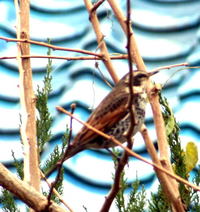 野鳥が多く飛来します！