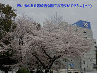 天気予報が外れて万歳！”ホップ”大王のお気に入りの場所でお花見ができたよ＠大阪　豊崎西公園
