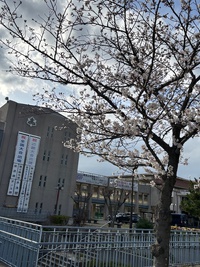 母校の桜が咲いている@西宮市立西宮高等学校