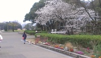 服部緑地・花見をするなら今日！
