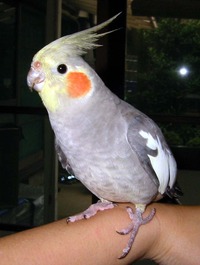 オカメインコのルル