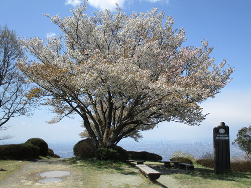 旗立山のサトザクラが満開