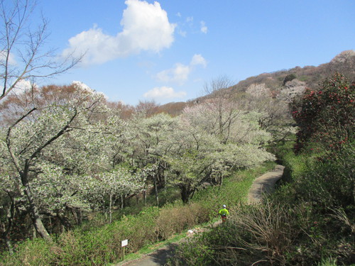 旗立山のサトザクラが満開