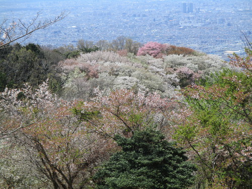 旗立山のサトザクラが満開