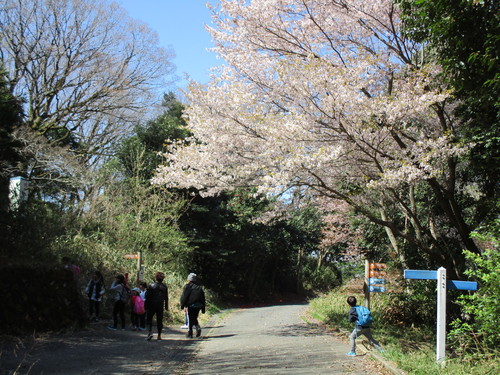 旗立山のサトザクラが満開