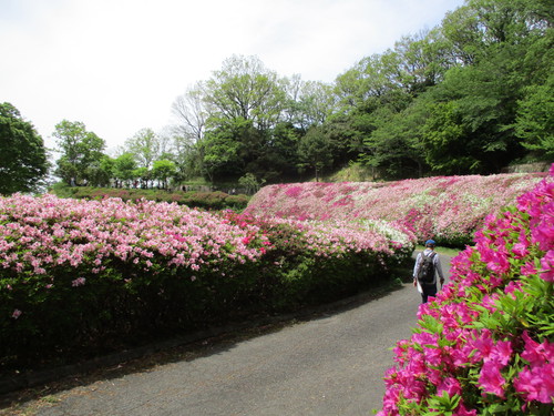 ツツジの開花状況
