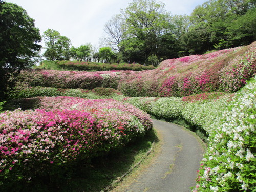 ツツジの開花状況