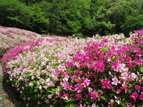 ツツジの開花状況