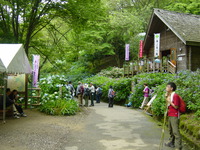 ぬかた園地アジサイ園開花状況