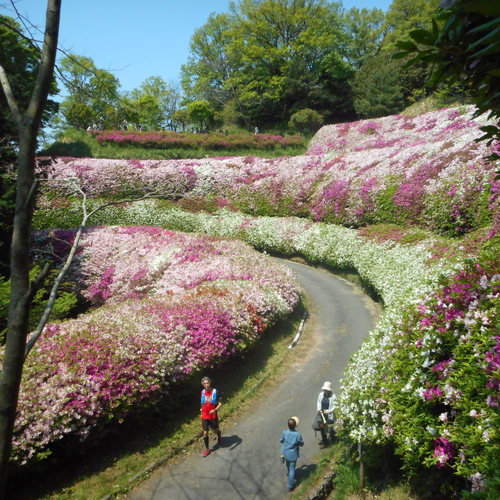 5月1日ツツジの開花状況（満開状態）