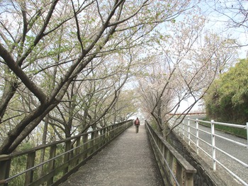 らくらく登山道　満開の桜