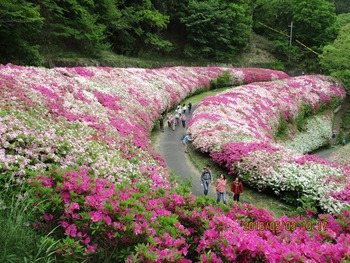 ５月３日ツツジの開花状況