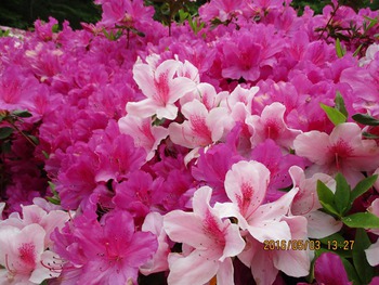 ５月３日ツツジの開花状況
