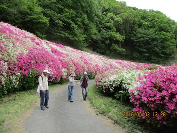 ５月３日ツツジの開花状況