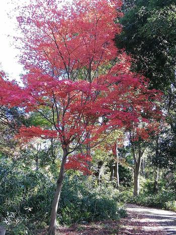 大阪平野と紅葉