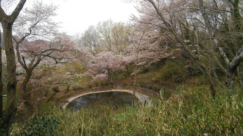 ぬかた園地（どんぐり池の桜）