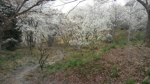 くさか園地のこぶしの谷（こぶしの花が満開です）