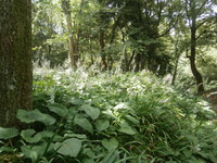 ぬかた園地内野草園