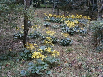 中部園地の見どころブログ 黄色い花 トゲと実