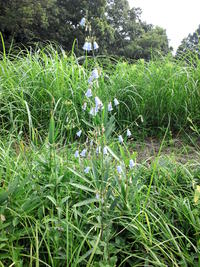 夏の終わりを感じます。