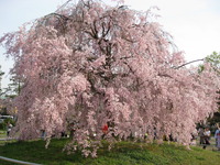 桜・・・2