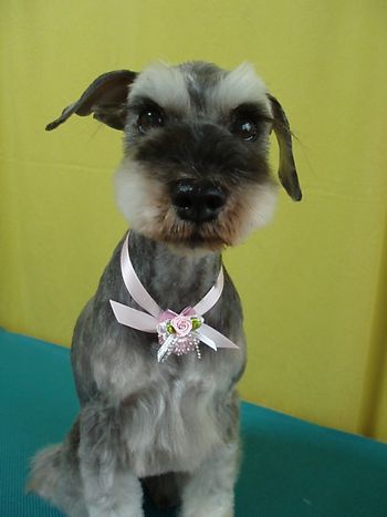 ミニチュアシュナウザー