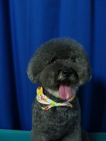 トイプードル