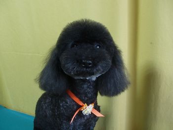 トイプードル