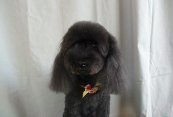 トイプードル