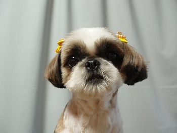 スイーティーちゃん