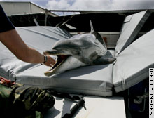 ●海中を守る「イルカ部隊」　米海軍が報道陣に初公開