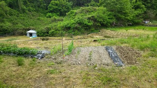 山の畑
