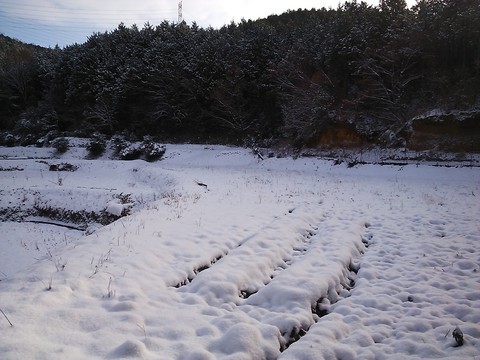 雪の畑