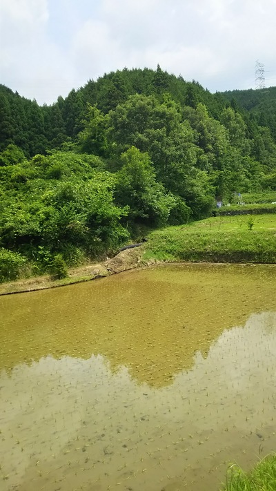 田植え