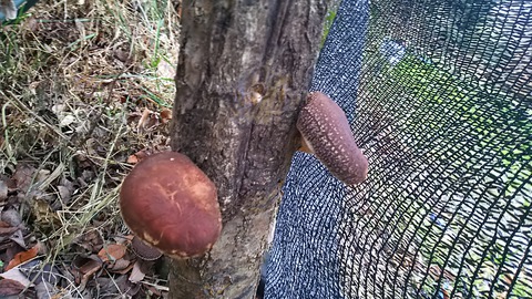 しいたけ栽培