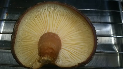 しいたけ