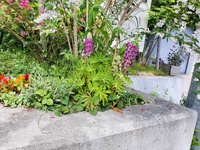 ルピナスの花が咲いていました！