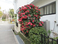 木に春と書いて椿と読みますが・・